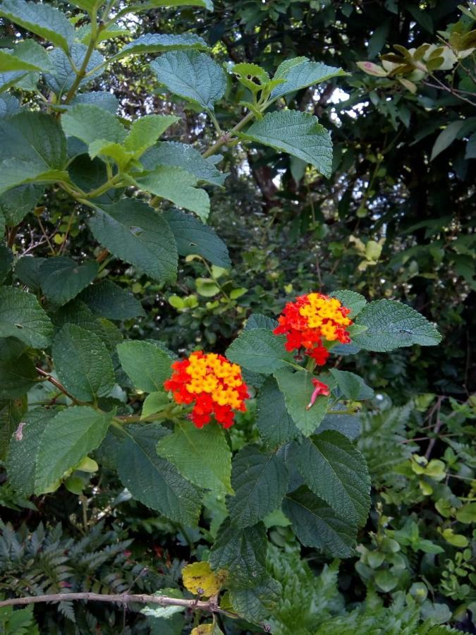 Flor Do Leste Florianópolis Exteriör bild